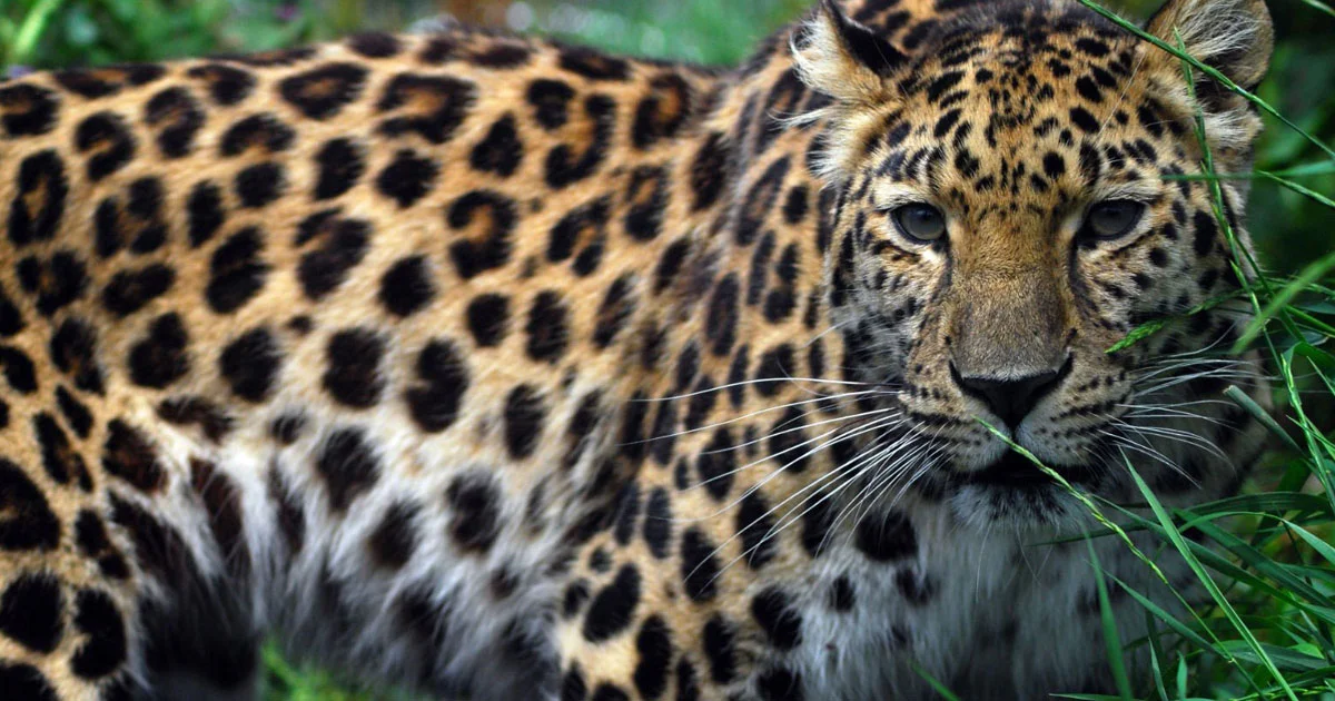 Amur Leopard