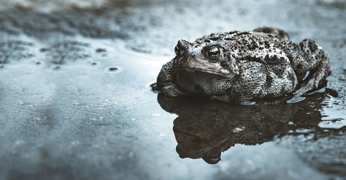 Arroyo toad