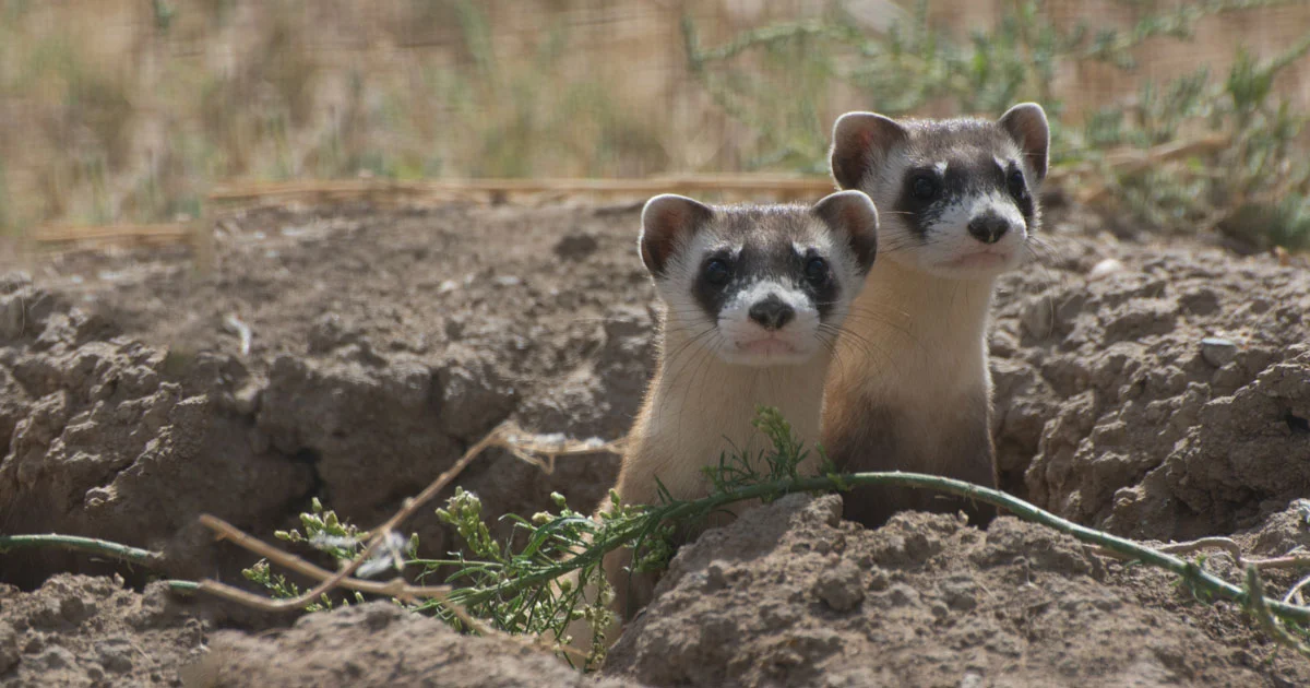 Black footed ferret