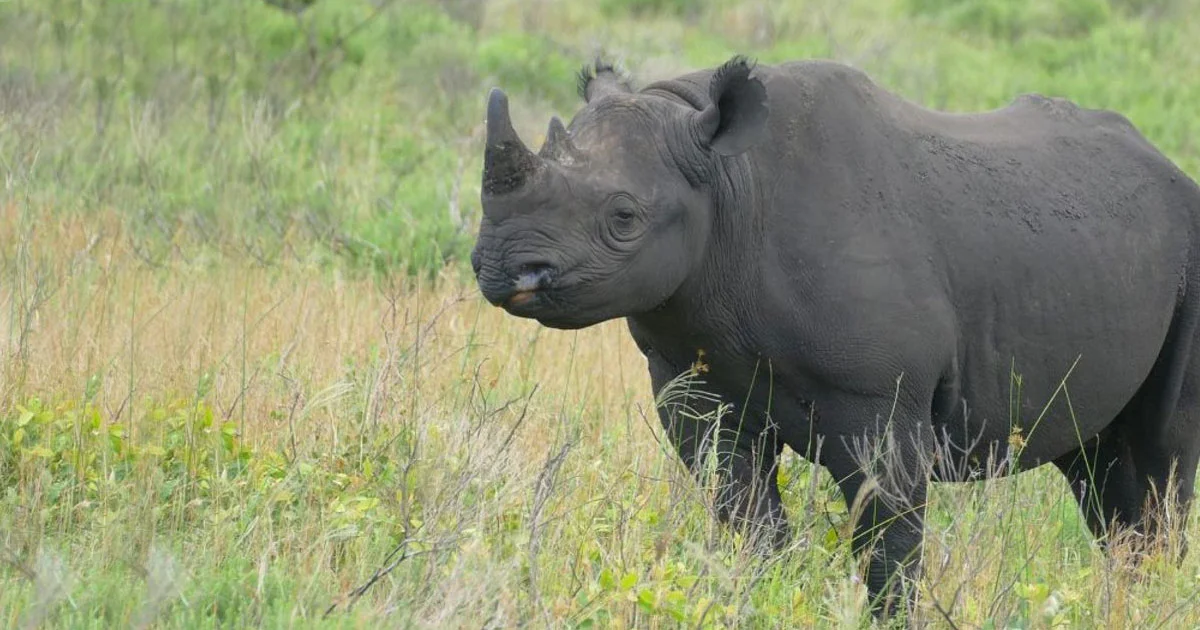 Black Rhino