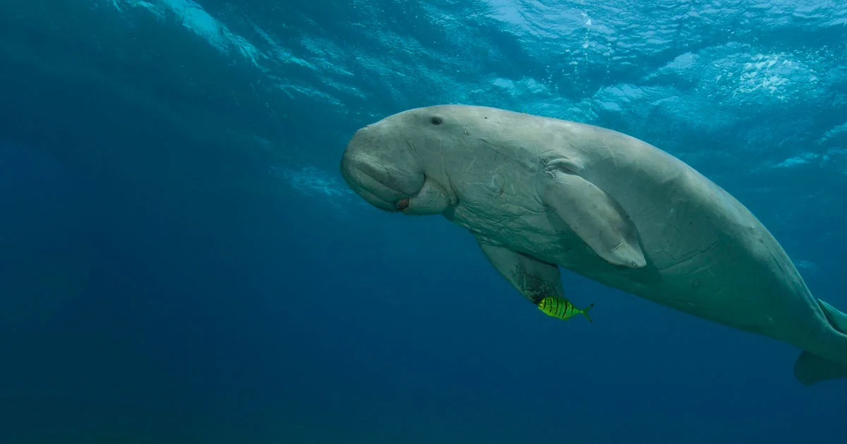 Dugong