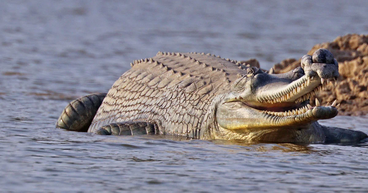 Gharial