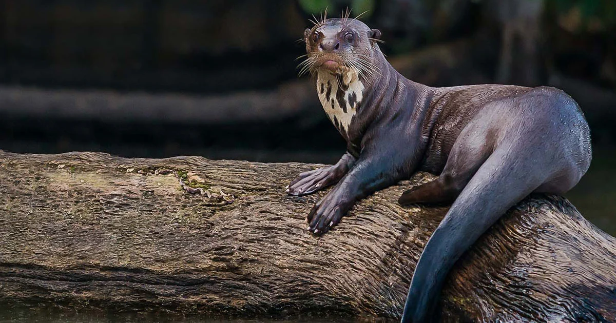 Giant Otter