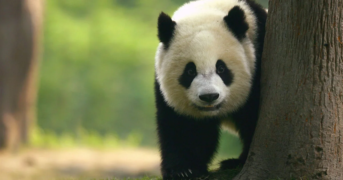 Giant Panda