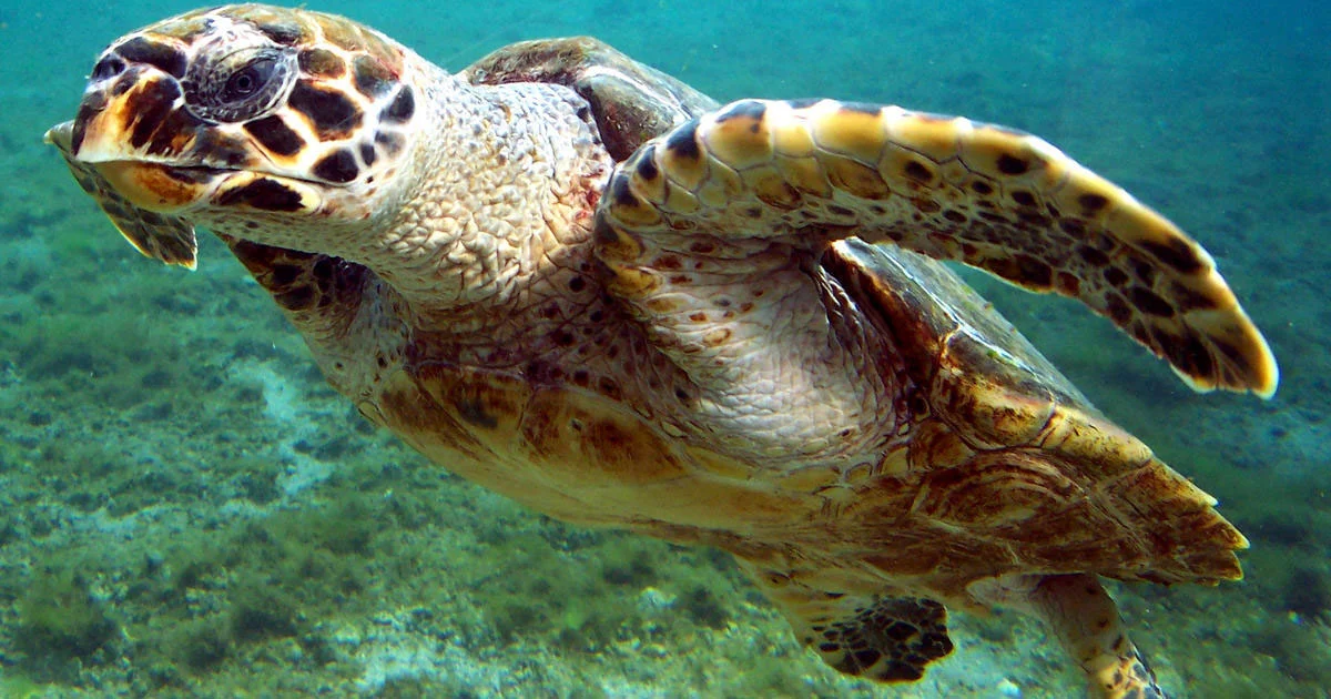Hawksbill Turtle
