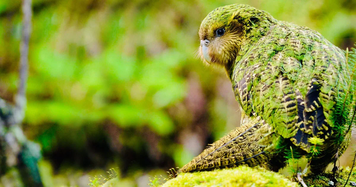 Kakapo