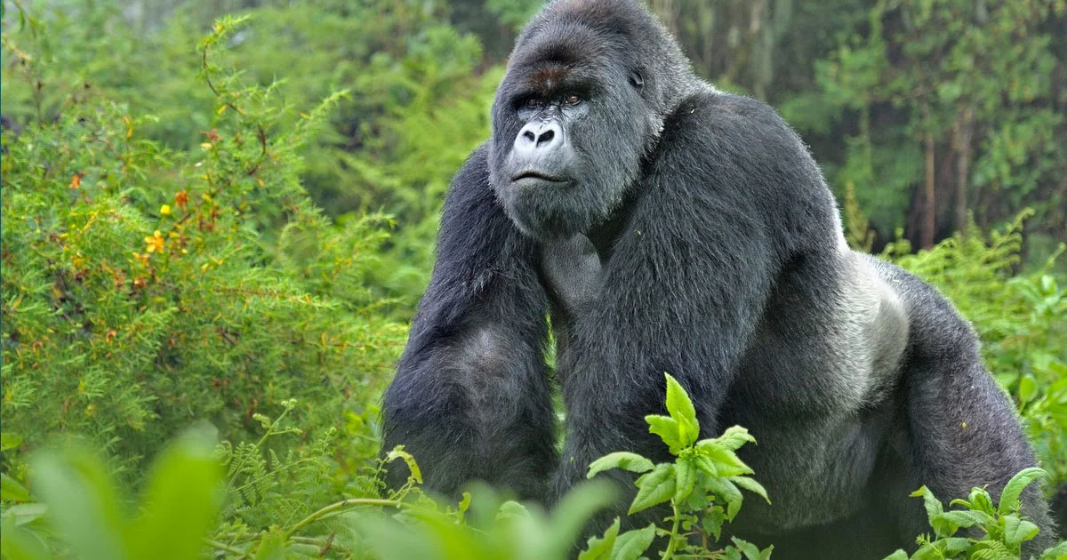 Mountain Gorilla