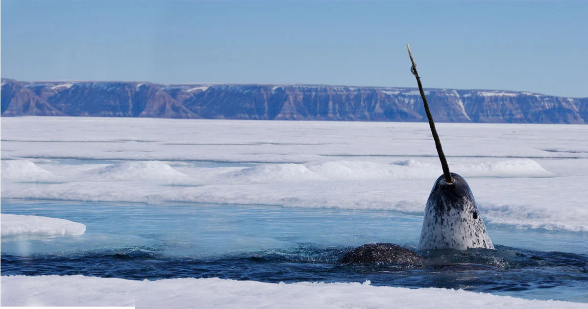 Narwhal