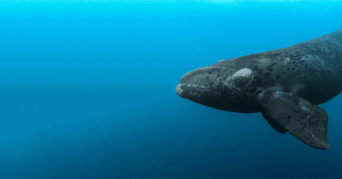 North Atlantic Right Whale