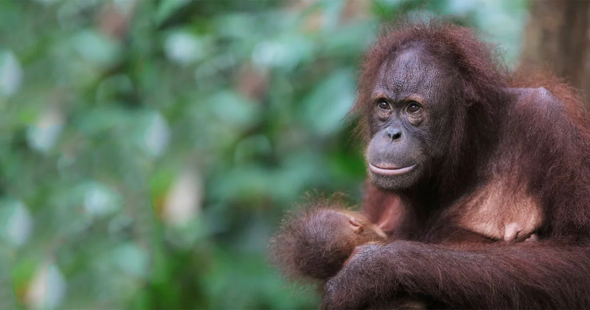 Orangutan