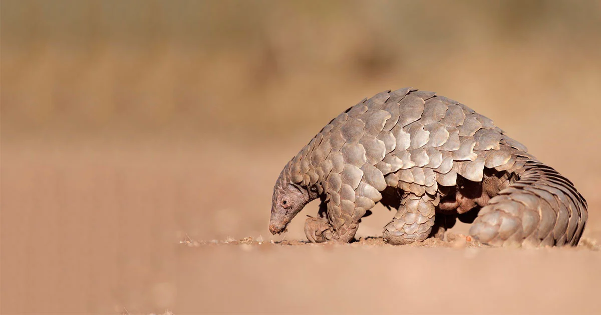 Pangolin