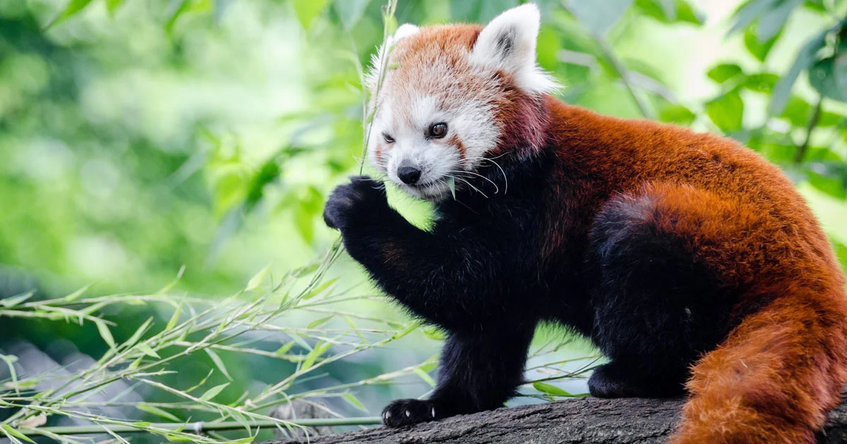 Red Panda