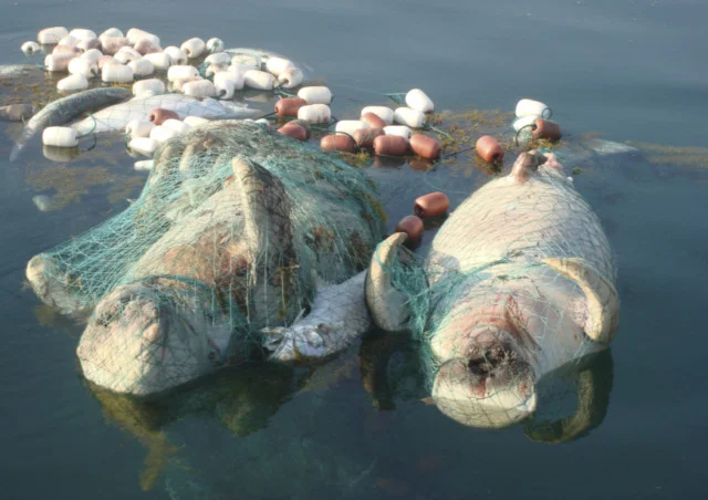 Dugong under threat