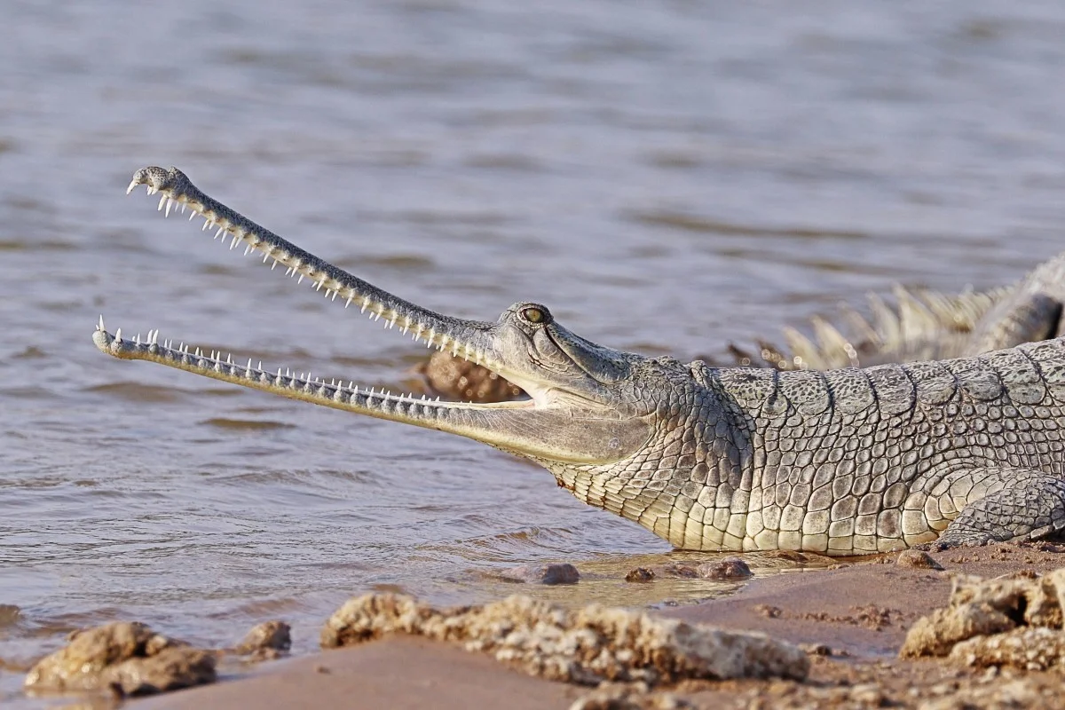Gharial matters