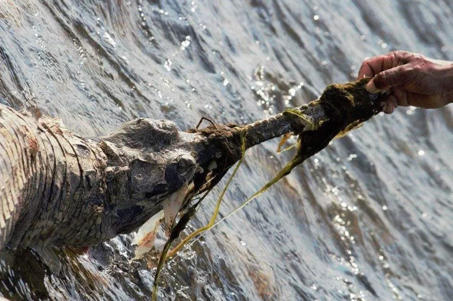 Gharial under threat