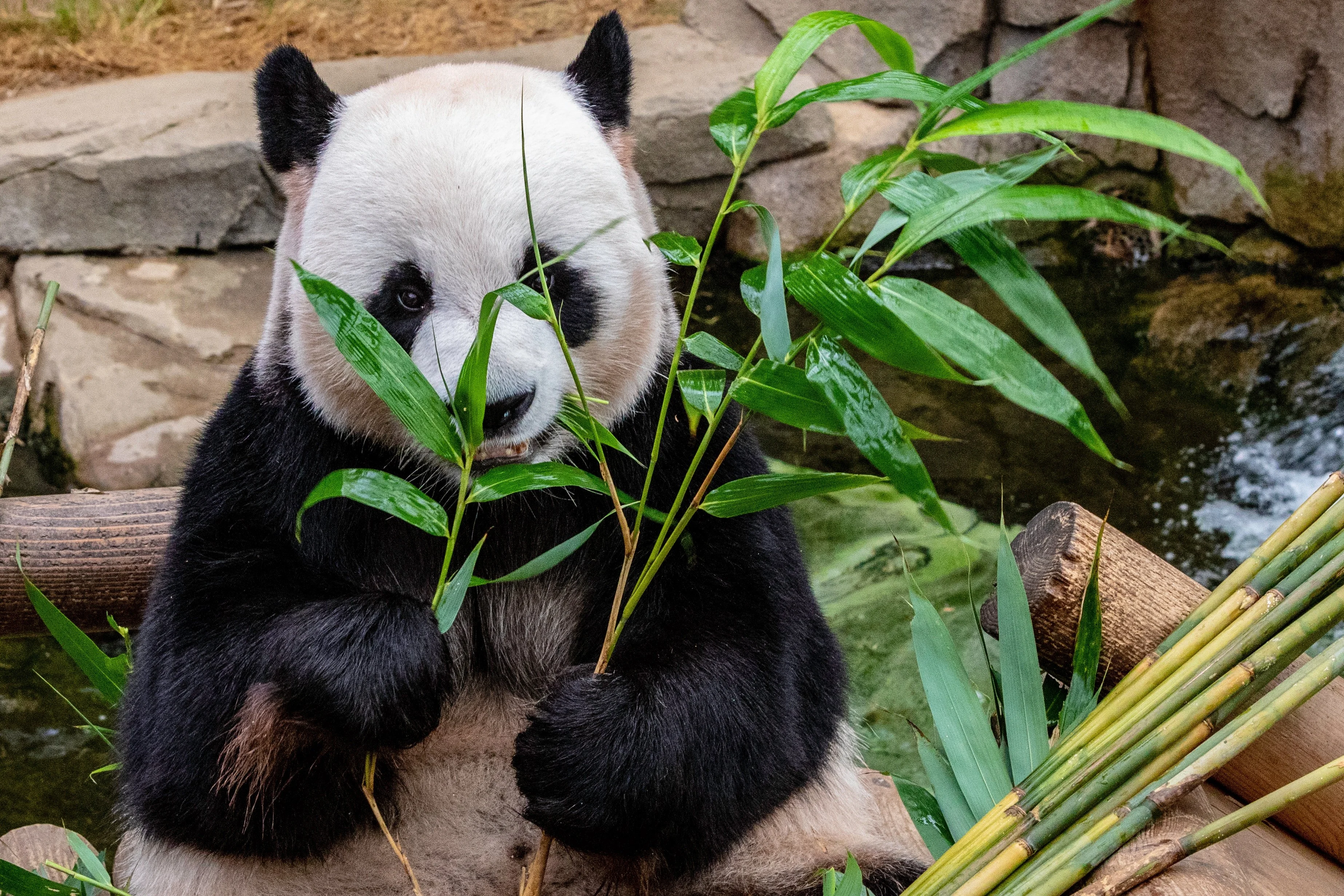Giant Panda matters