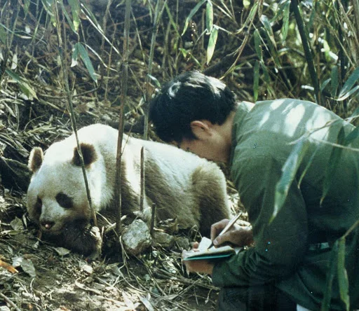 Giant Panda under threat