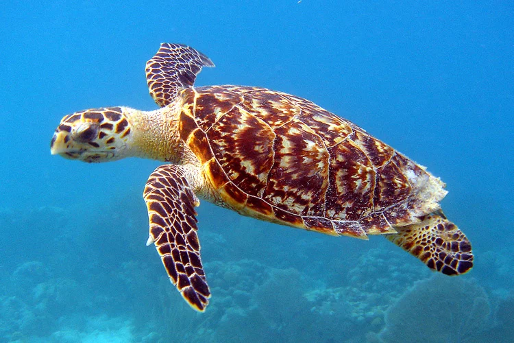 Hawksbill Turtle matters