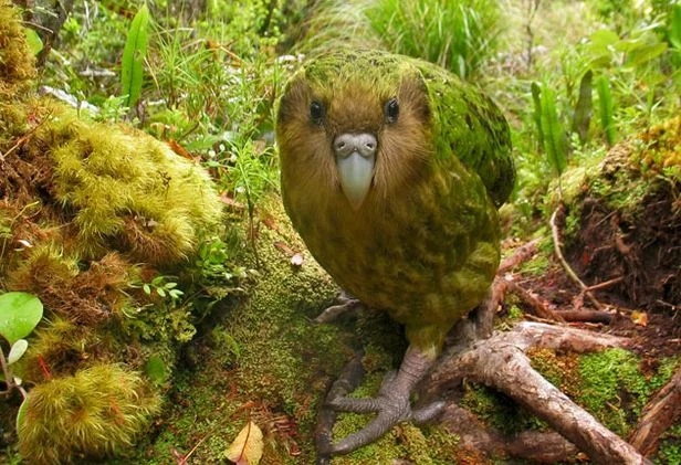 Kakapo matters