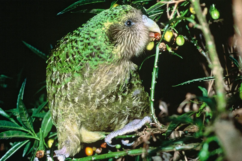 Kakapo under threat