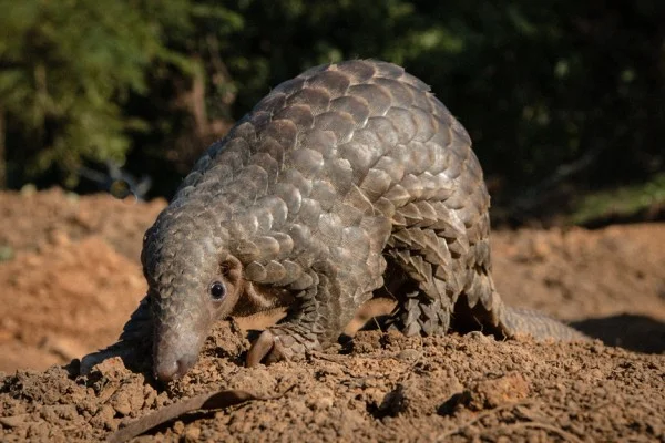 Pangolin matters