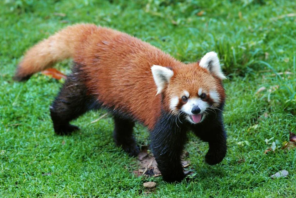 Red Panda matters