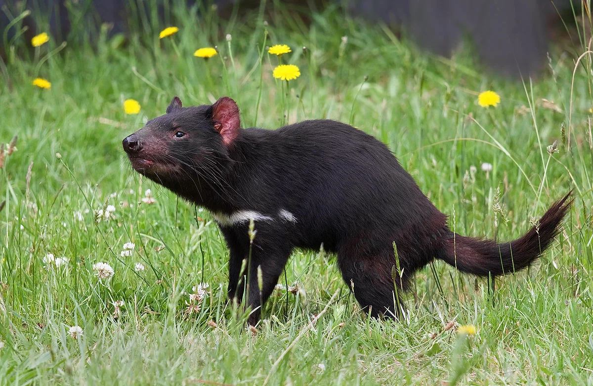 Tasmanian Devil matters