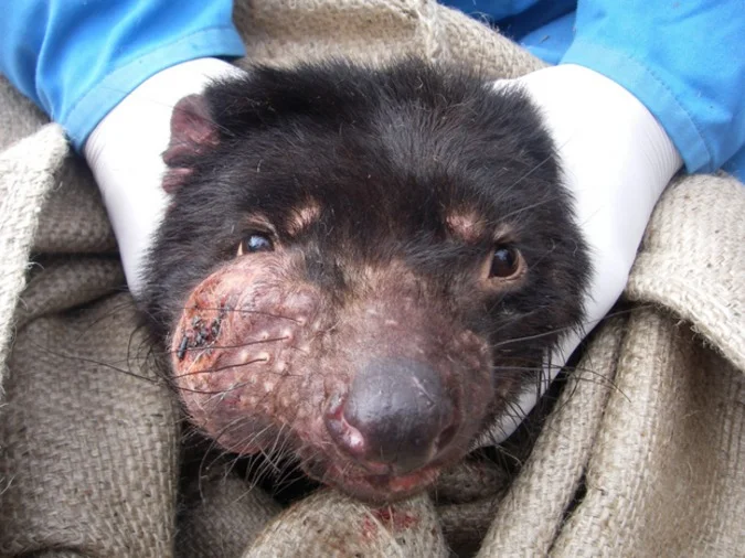Tasmanian Devil under threat