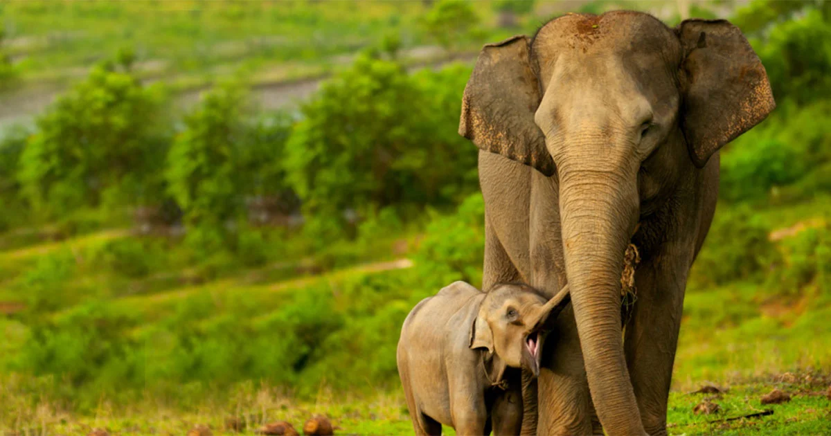 Sumatran Elephant