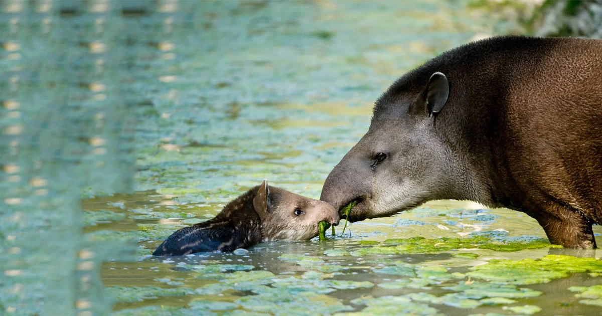 Tapir