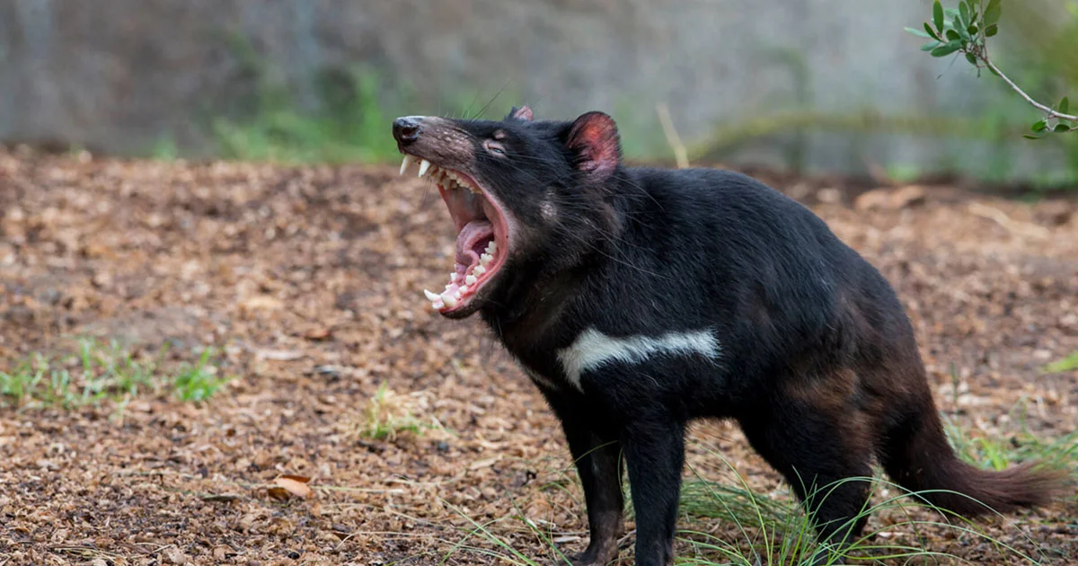 Tasmanian Devil